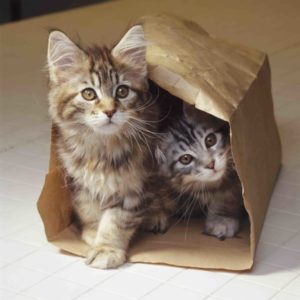 Paper bag kittens