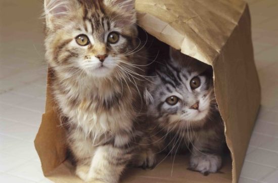 Paper bag kittens